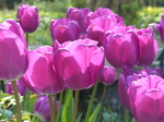 FZ005207 Purple tulips in Dyffryn Gardens.jpg